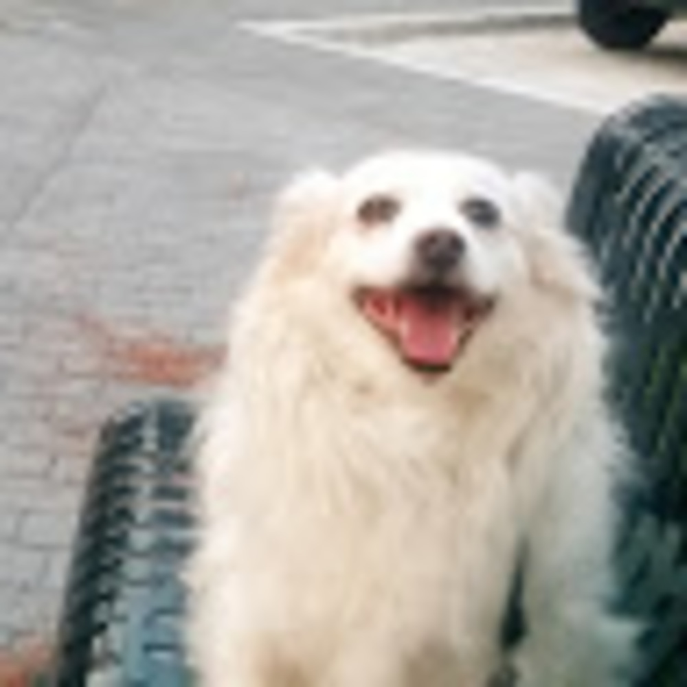 Meet your Posher, Phillip